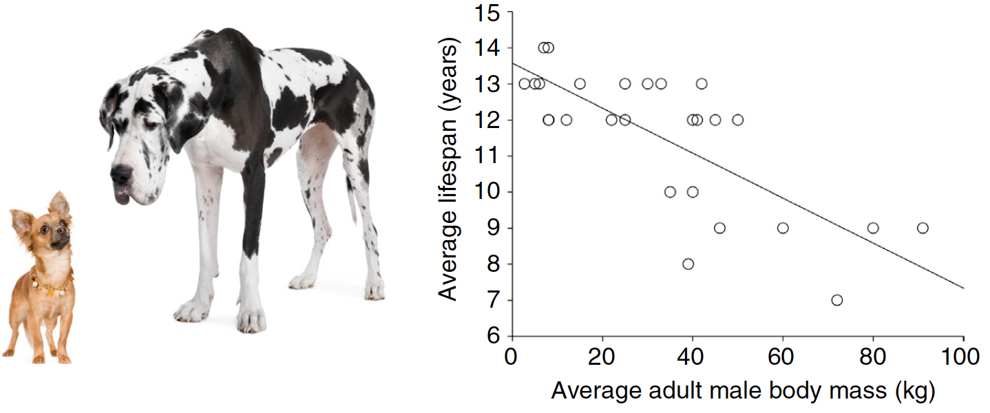 Lifespan & Body Size- Big Animals Live Longer, Except When They Don't | The  SkeptVet